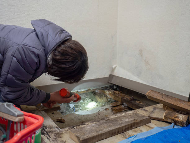 Best Environmental Consulting for Mold Prevention  in West Mountain, UT